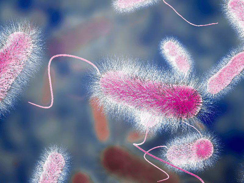 Bacteria do pneumophila de Legionella