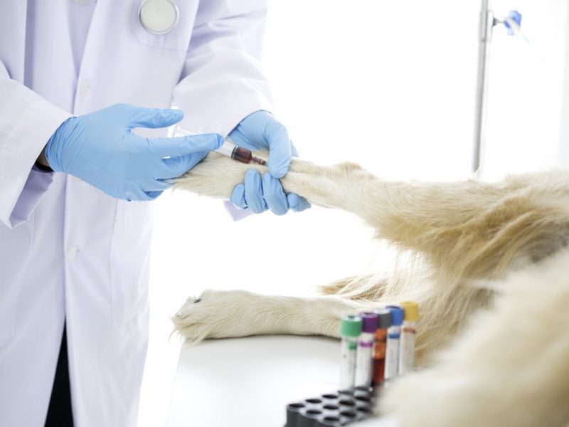 Cinomose Canina Imunologia