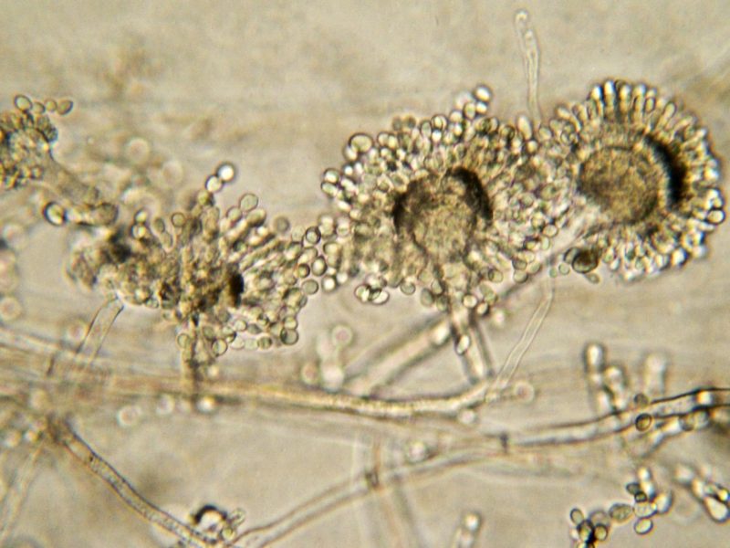Micrografia de molde de pão Aspergillus