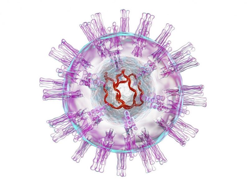 Estrutura do vírus herpes simplex
