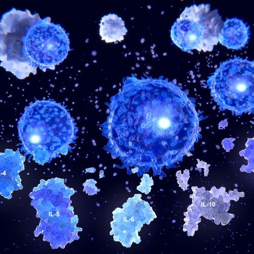 Após a ativação por células apresentadoras de antígeno, as células T auxiliares segregam vários citóquinos IL-4, IL-5, IL-6, IL-9, IL-10 e IL-13